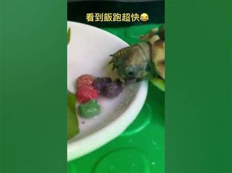 烏龜吃飯